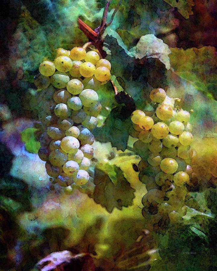 Grape Prism 2739 IDP_2 Photograph by Steven Ward