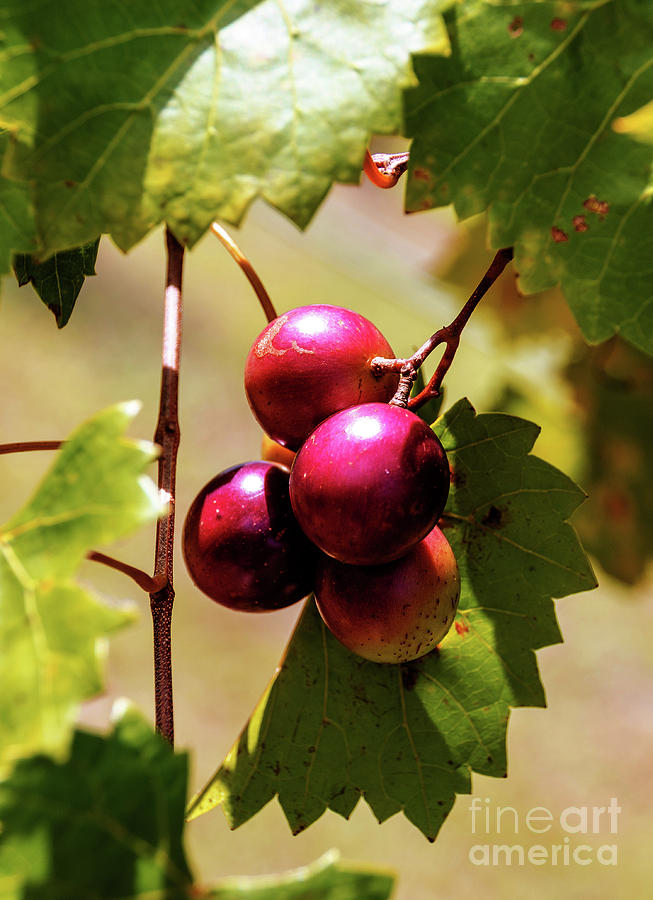 Grape Vine 5 Photograph by Andrea Anderegg
