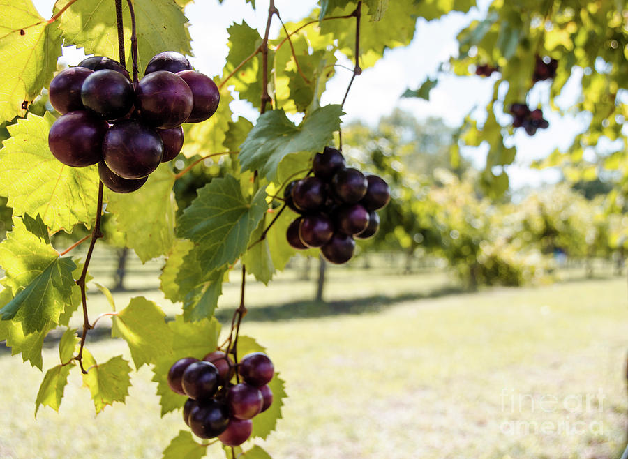 Grape Vine Photograph by Andrea Anderegg