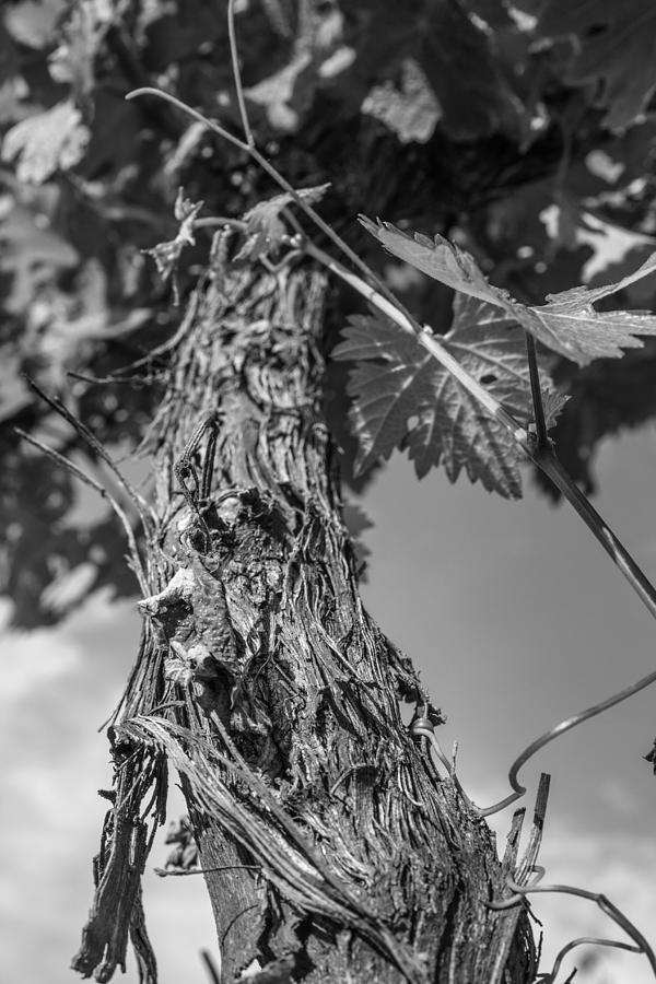 Grape Vine in Mono Photograph by Georgia Clare