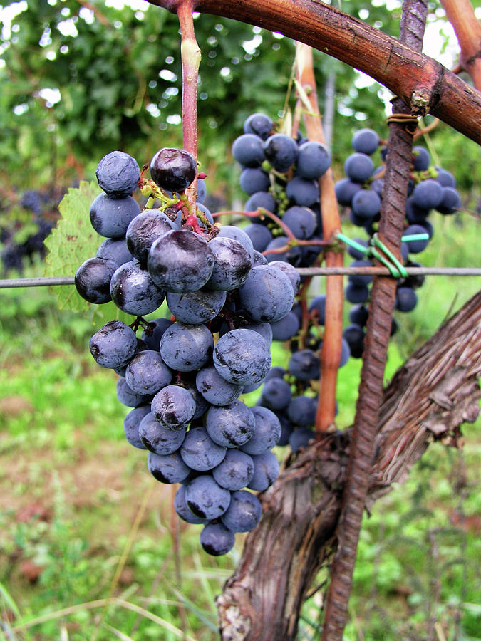 Grape Vine Photograph by Mary Capriole