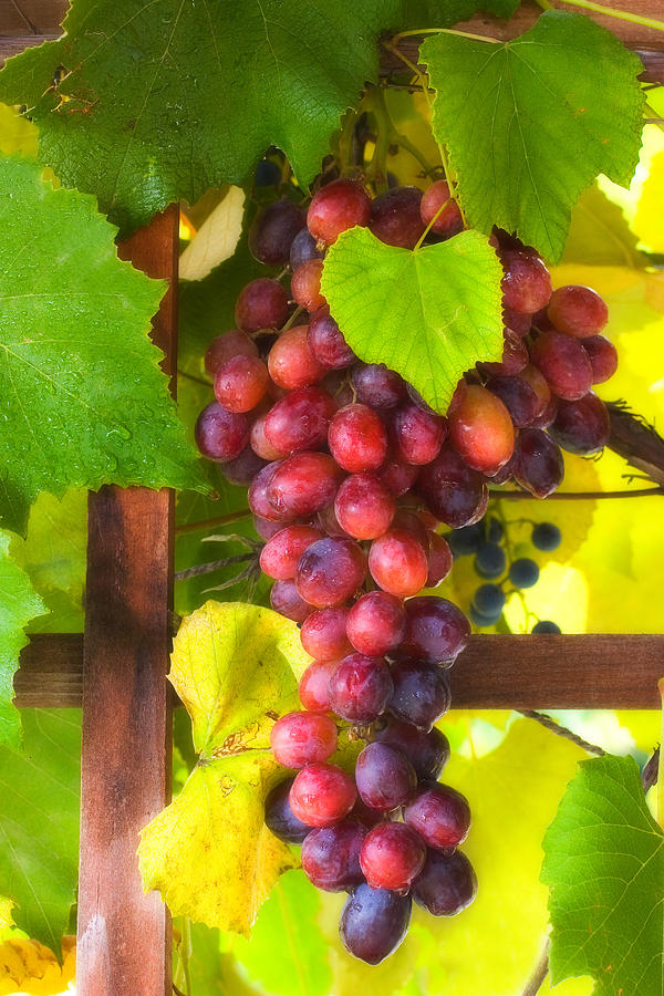 grape vine grape vine
