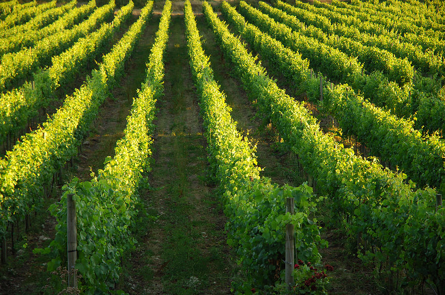 Grape Vines Photograph by Kevin Oke