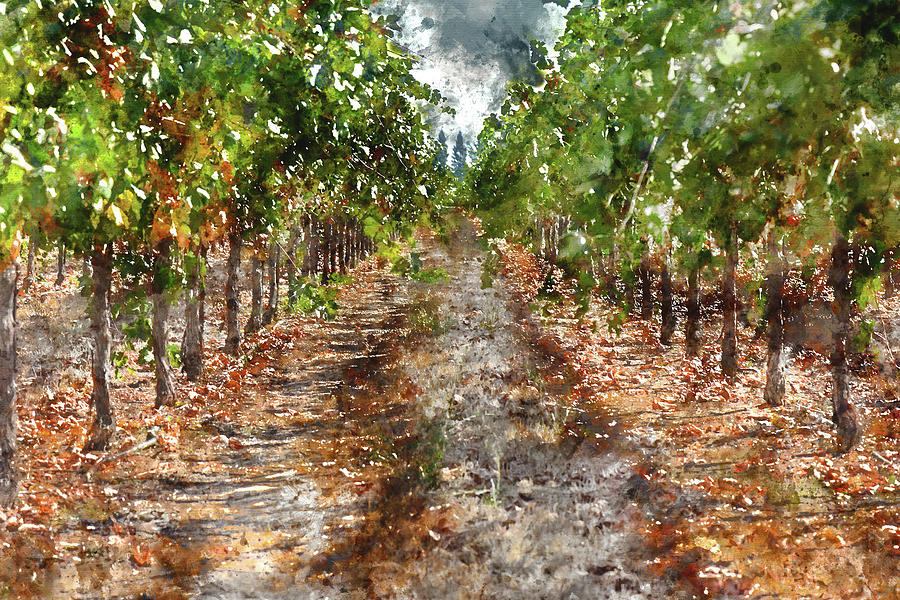Grape Vineyard in Napa Valley California Photograph by Brandon Bourdages