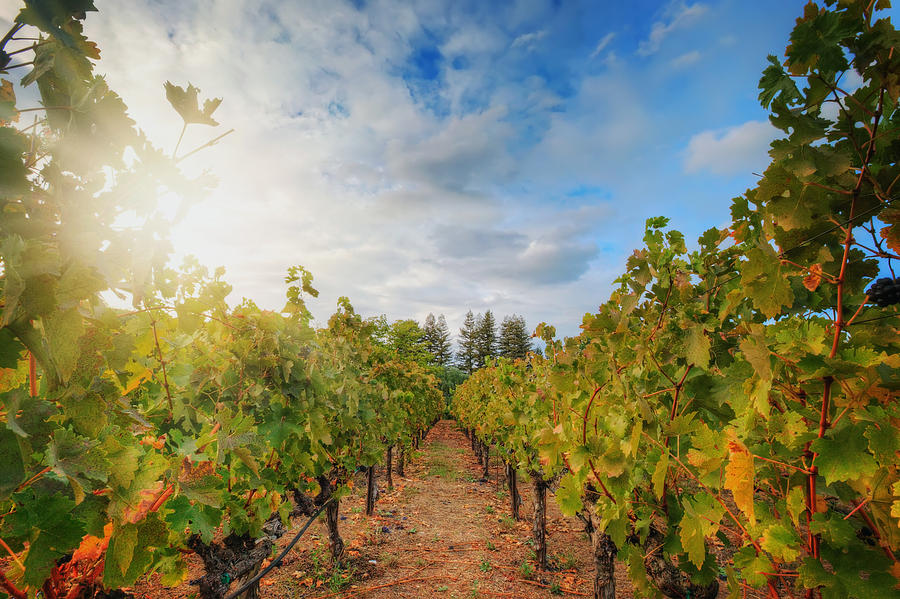 Grape Vineyard at Winery in Napa  Photograph by Jennifer Rondinelli Reilly - Fine Art Photography