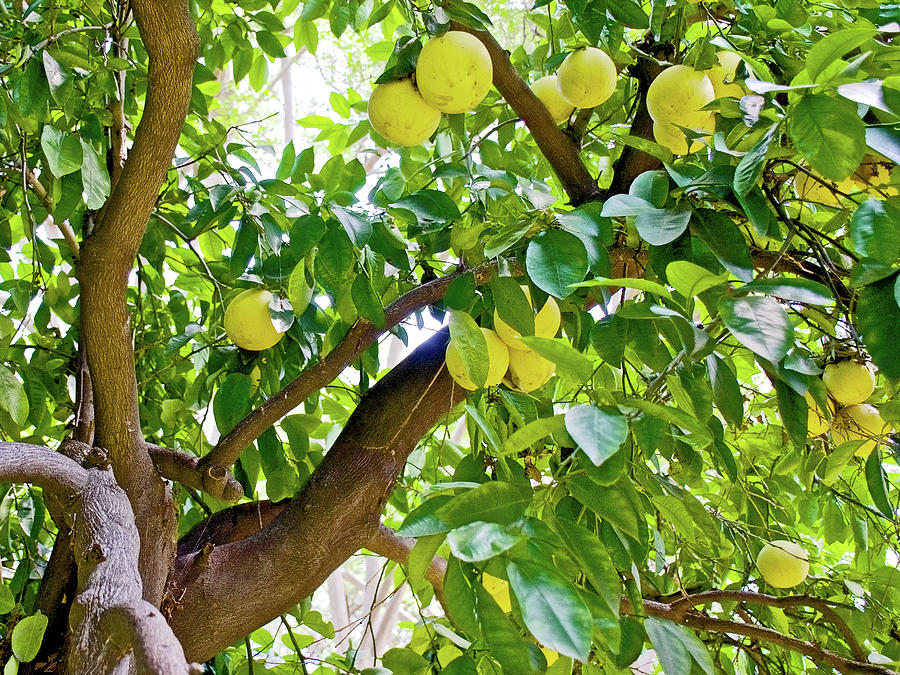 Grapefruit Tree at Pilgrim Place in Claremont-California   Photograph by Ruth Hager