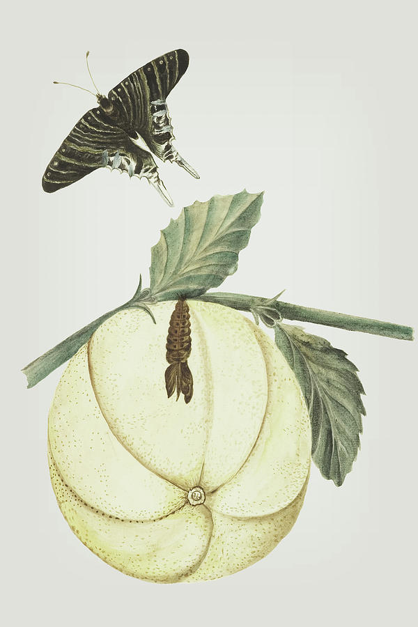 Grapefruit With Leaves Caterpillar And Butterfly by Cornelis Markee 1763 Mixed Media by Movie Poster Prints