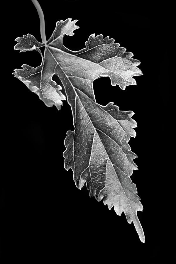 Grapeleaf Anemone Photograph by Nikolyn McDonald