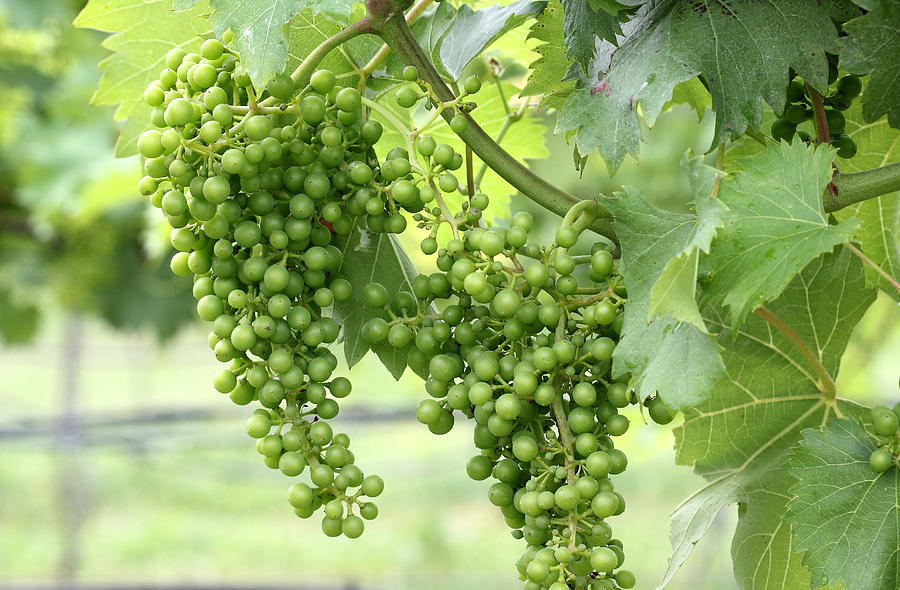 Grape Photograph - Green Vineyard Grapes by Brian Manfra