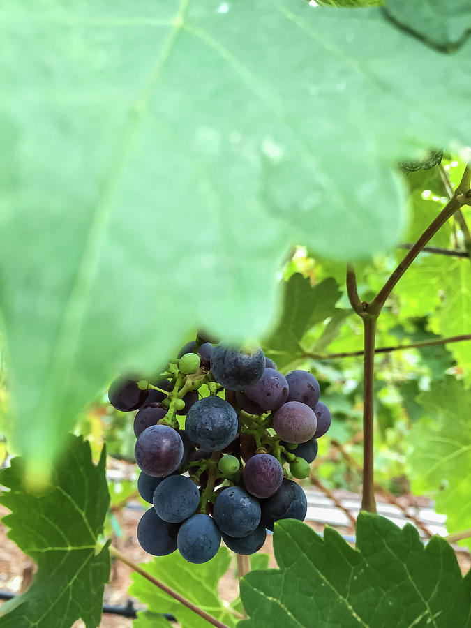 Grapes 4 Photograph by Jonathan Nguyen