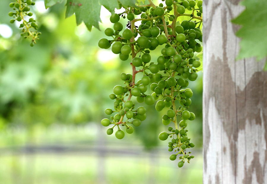 Grape Photograph - Grapes on the Vine by Brian Manfra