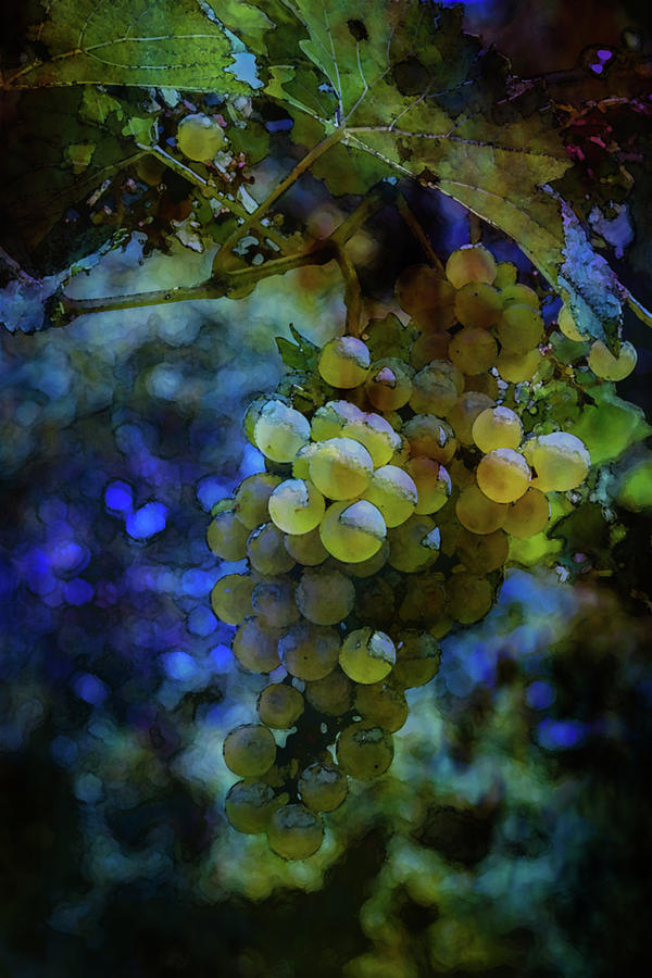 Grapes at River Ridge Winery Digital Watercolor 2665 W_2 Photograph by Steven Ward