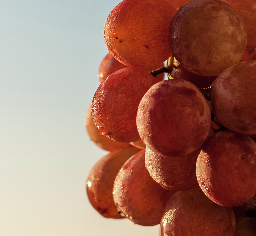 Grapes cluster Photograph by Sergey Simanovsky