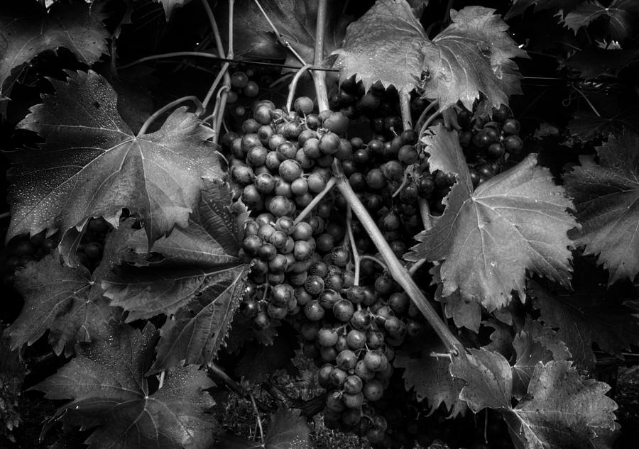 Grapes in Black and White Photograph by Greg and Chrystal Mimbs