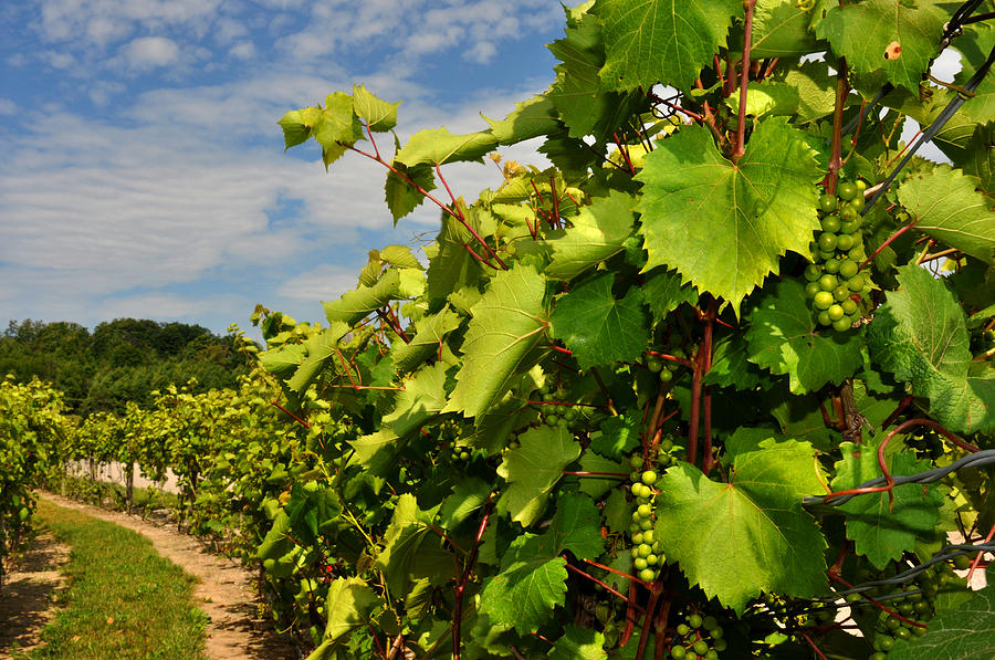 Grapes in the Michigan Vineyard Photograph by Diane Lent