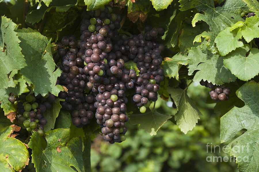 Grape Photograph - Grapes by Juan Silva