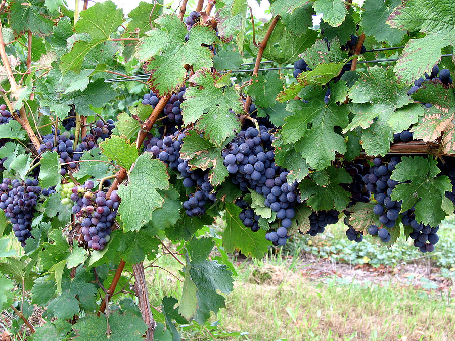Grapes Photograph by Laura Kinker