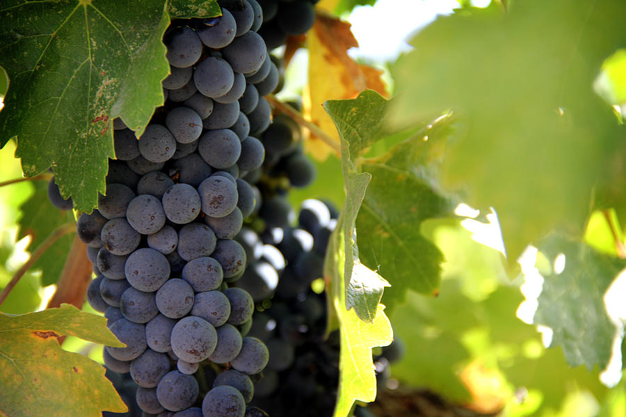 Wine Photograph - Grapes by Nancy Ingersoll