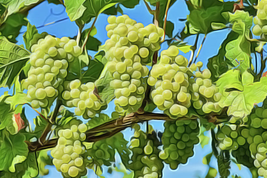 Grapes Not Wrath Painting by Harry Warrick