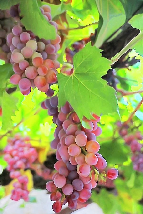 Grapes of Montenegro Photograph by Dennis Cox