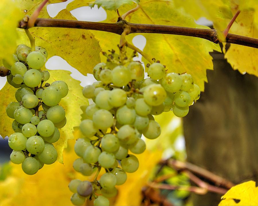 Grapes On The Vine 6445 Photograph by Jerry Sodorff