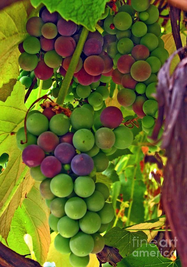 Grapes on the Vine Photograph by Chris Anderson
