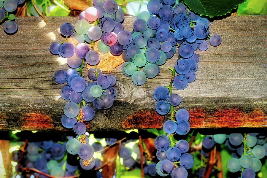 Grapes on the Vine Photograph by Donna Kennedy