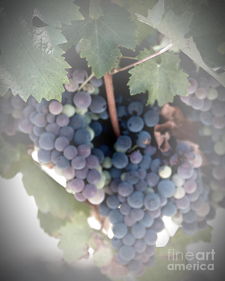 Grapes on the Vine I Digital Art by Sherry Hallemeier