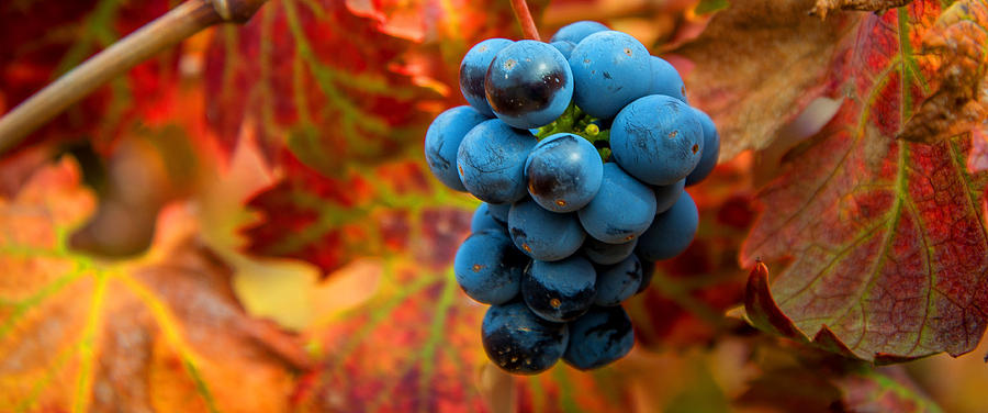 Grapes on the vine  Photograph by Janet  Kopper