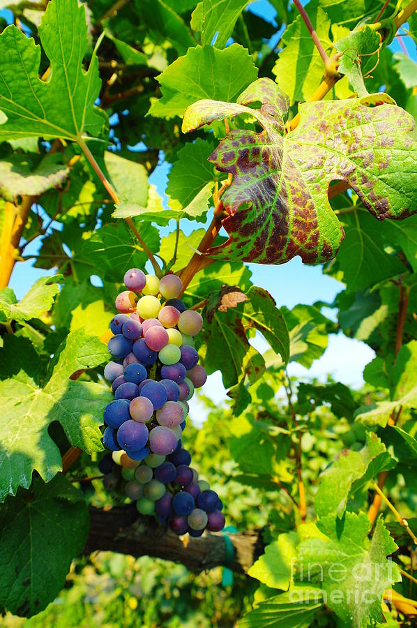 Grapes On The Vine  Photograph by Jeff Swan