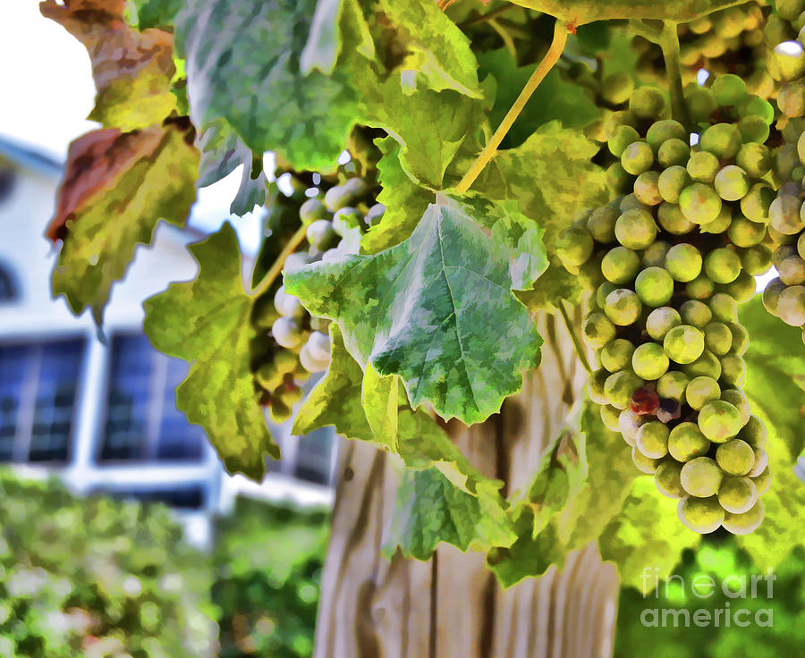 Grapes on the Vine Photograph by Kerri Farley
