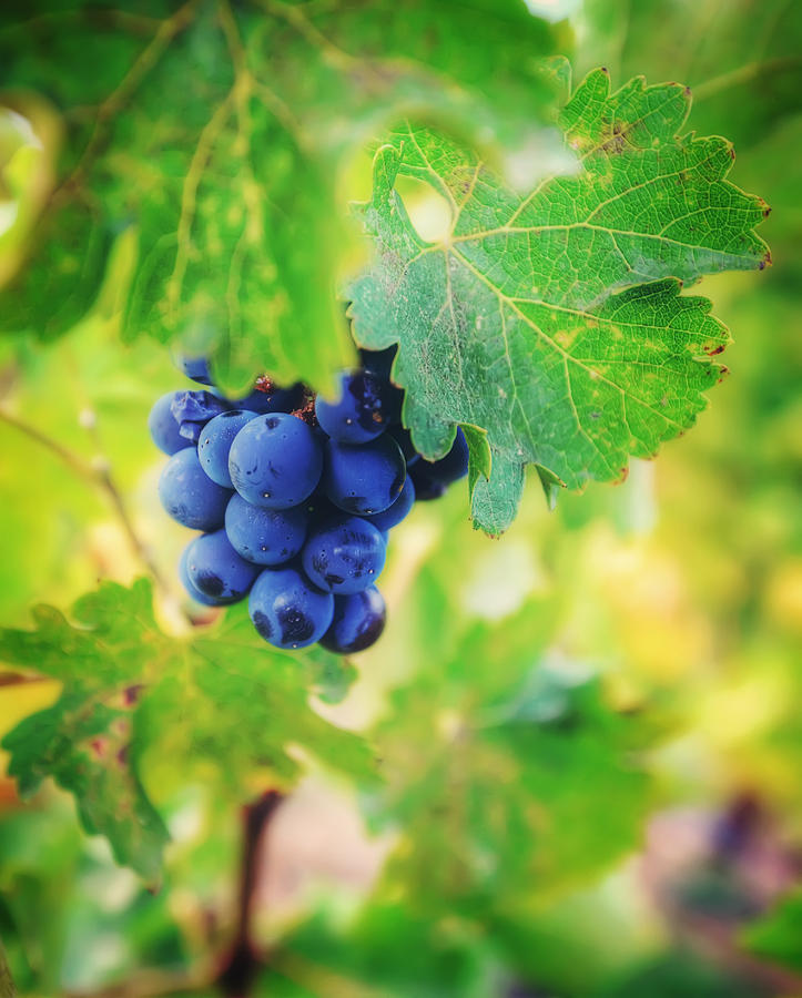Purple Grapes on the Vine - Napa Valley Photograph by Jennifer Rondinelli Reilly - Fine Art Photography