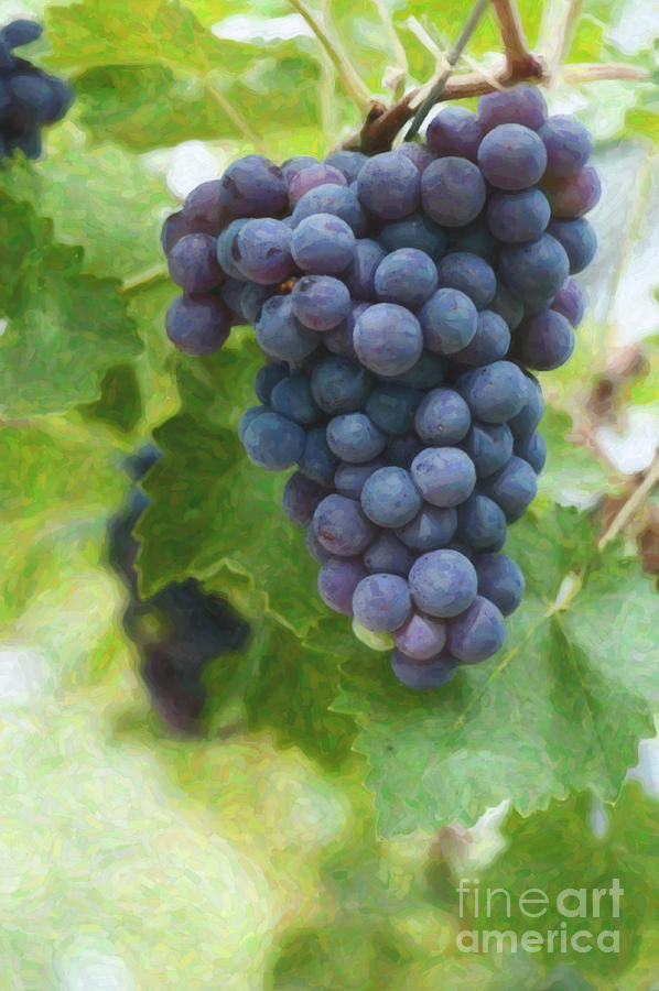 Grapes on the Vine Photograph by Tim Gainey