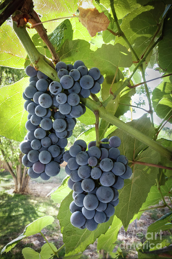 Grapes Photograph by Robert Bales