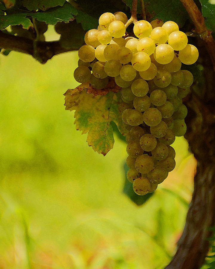 Grape Photograph - Grapes by Travis Aston