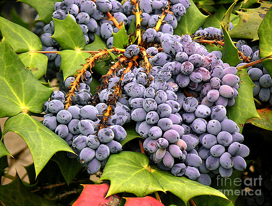 Grapes With Leaves Photograph by Lucyna A M Green