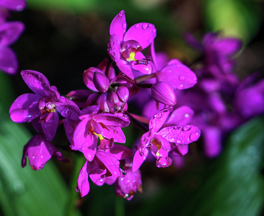 Grapette Ground Orchid Photograph by Jane Luxton