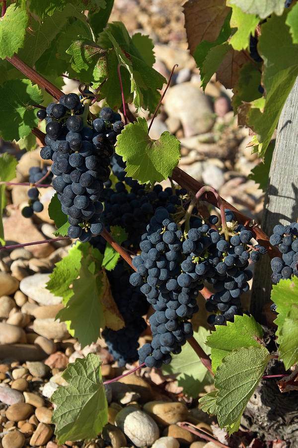Grapevine and Pebbles Photograph by Sally Weigand