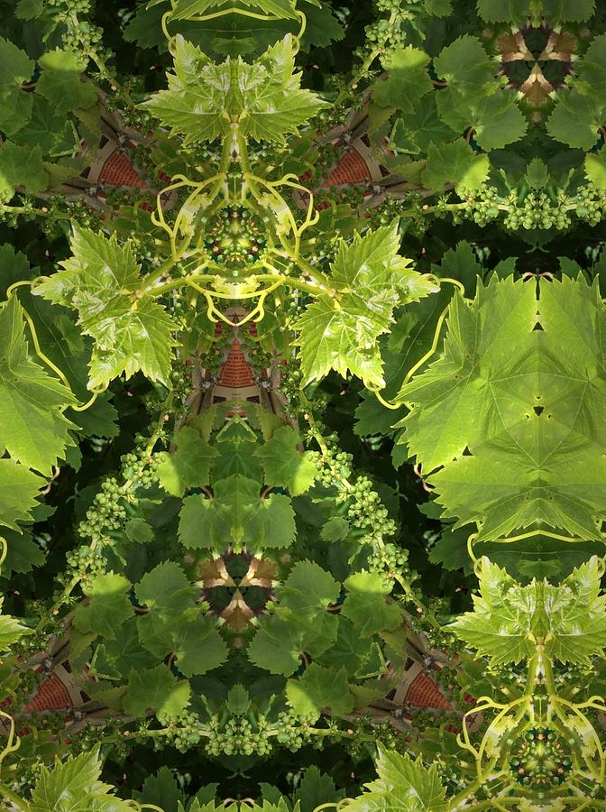 Grapes Photograph - Grapevine Fantasy by Sylvan Adams Grapes Photograph - Grapevine Fantasy by Sylvan Adams