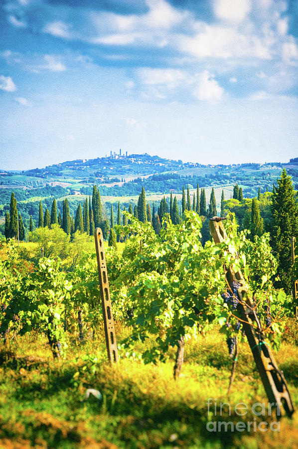 Grapevine in San Gimignano Tuscany Photograph by Silvia Ganora