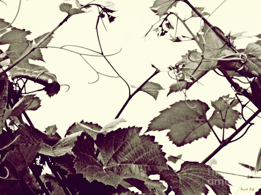 Grapevine in Sepia 2 Photograph by Sarah Loft