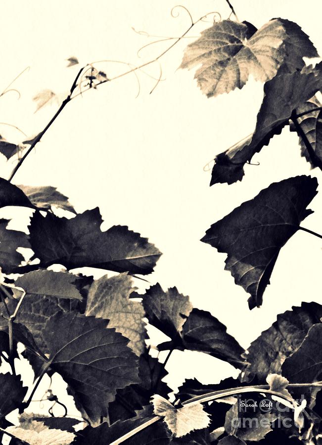 Grapevine in Sepia Photograph by Sarah Loft