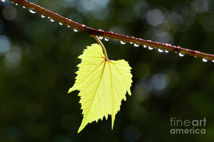 Grapevine leaf in the back lighting after rain Photograph by Michal Boubin