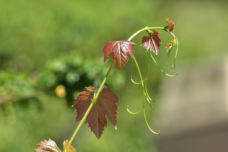 Grapevine Leaves I Photograph by Linda Brody