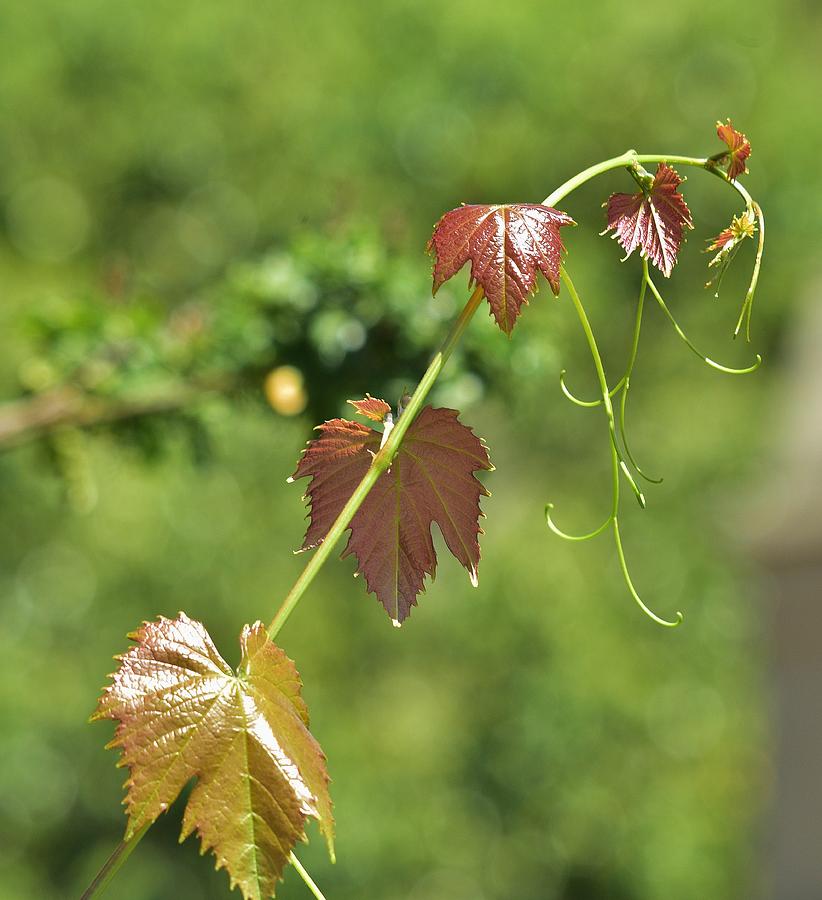 Wine Photograph - Grapevine Leaves III by Linda Brody