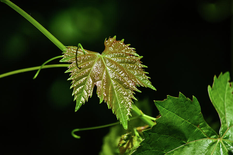 Grapevine Leaves V Photograph by Linda Brody
