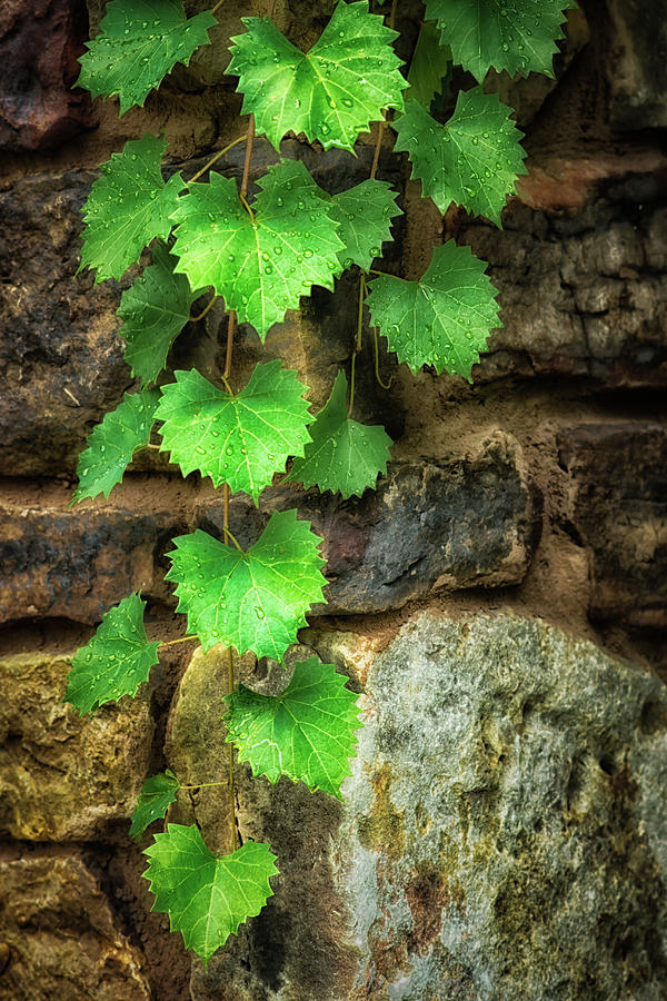 Grapevine on Wall Photograph by James Barber