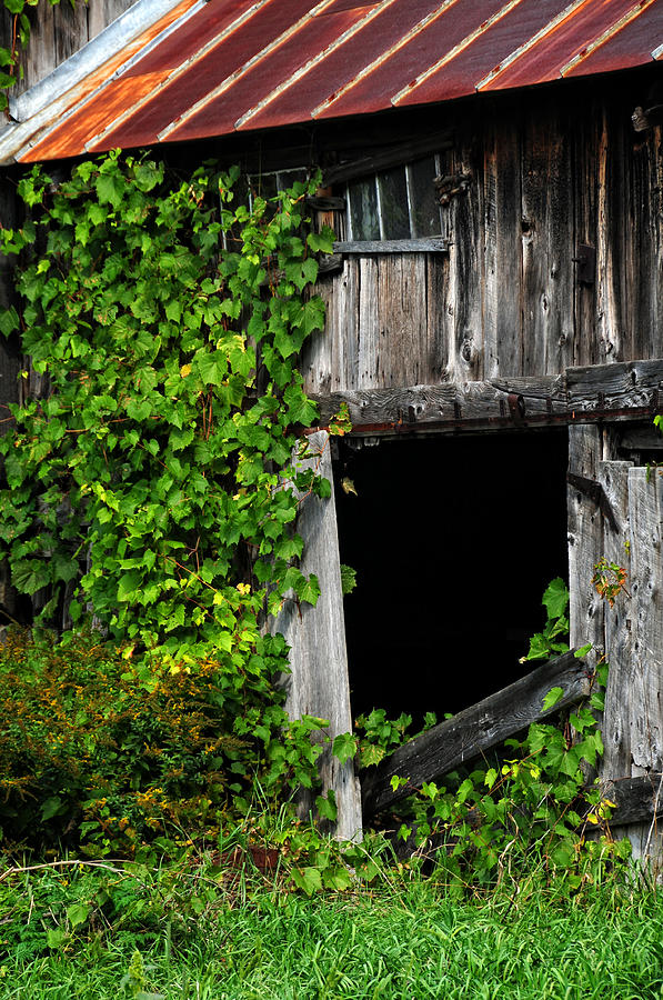Vintage Photograph - Grapevines on an Old Barn by Mike Martin