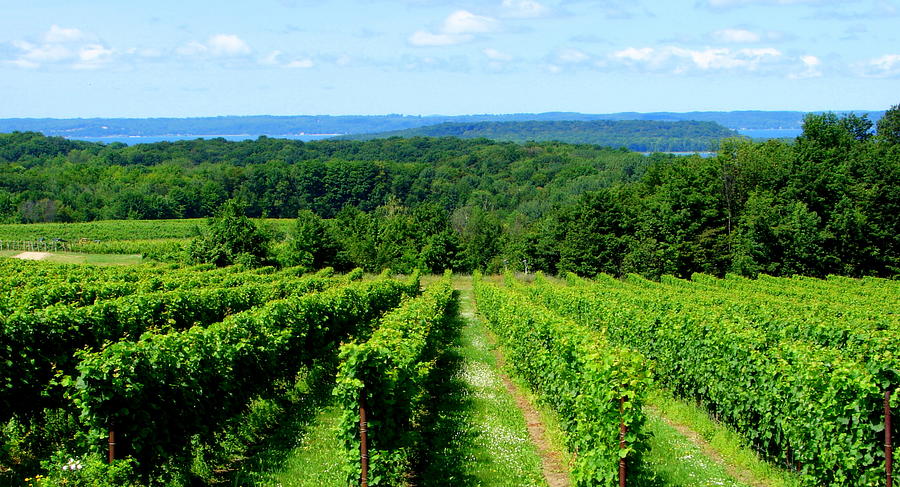 Grapevines on Old Mission Peninsula - Traverse City Michigan Photograph by Michelle Calkins