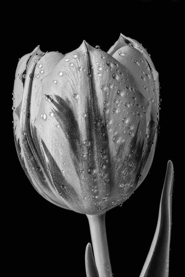 Graphic Black And White Tulip Photograph by Garry Gay